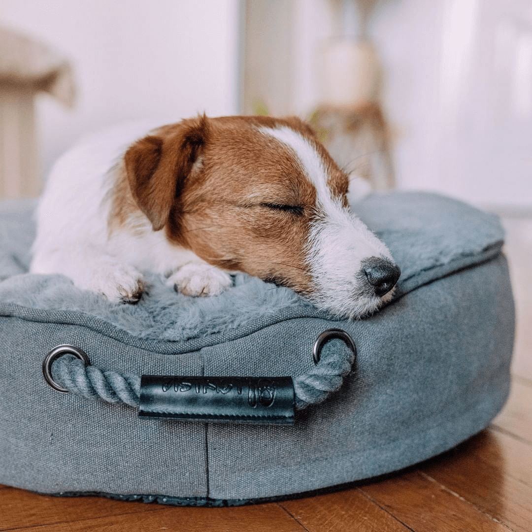 productos pampermut destacados para perros